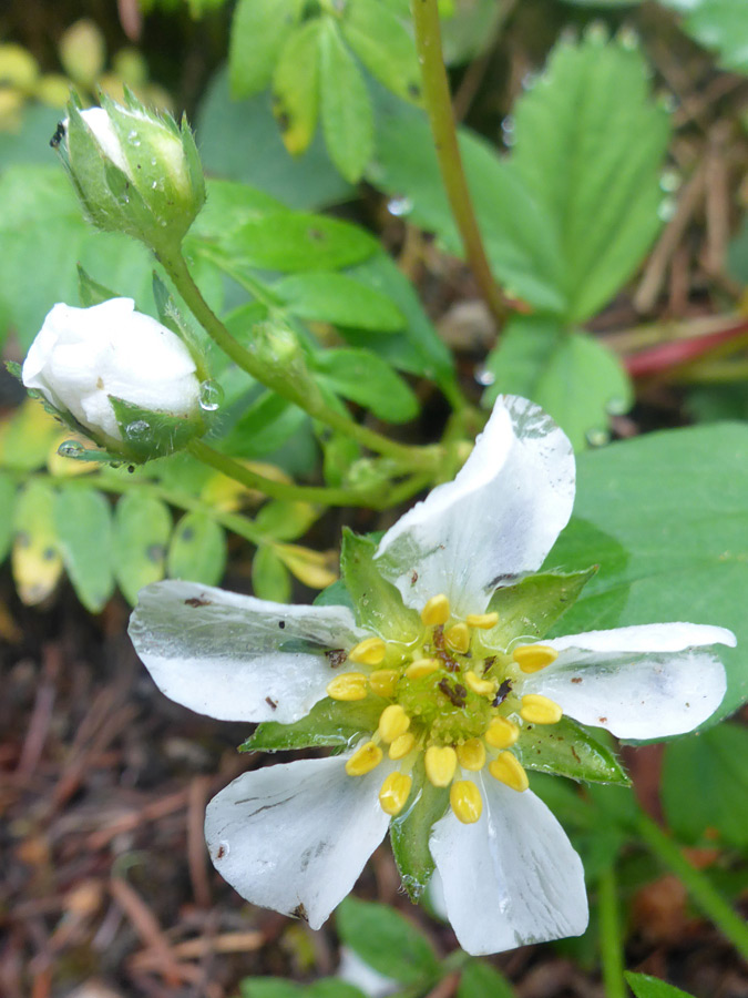 Flower and buds