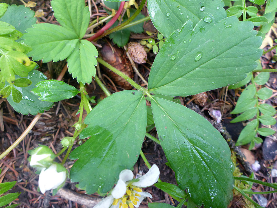 Trifoliate leaf