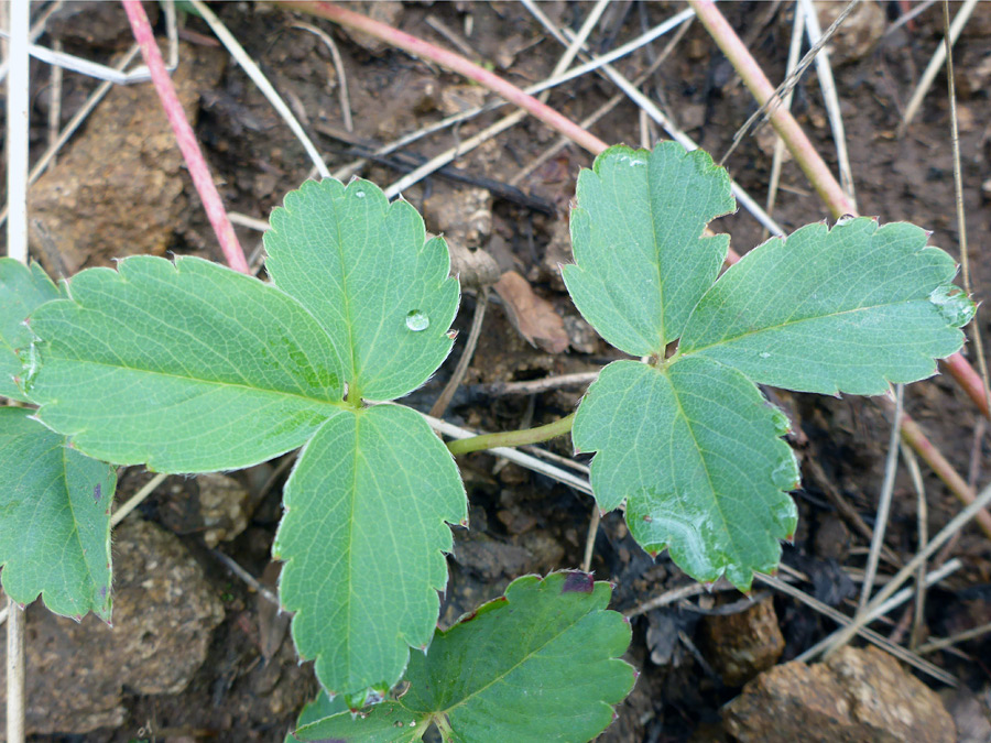 Pair of leaves