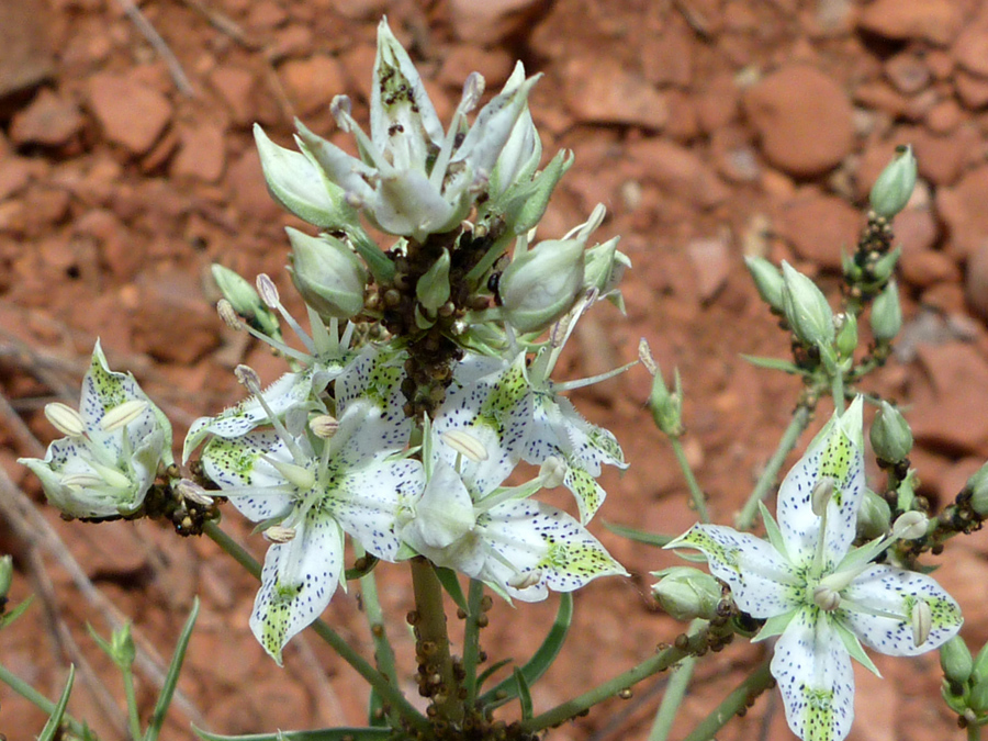 Flower cluster