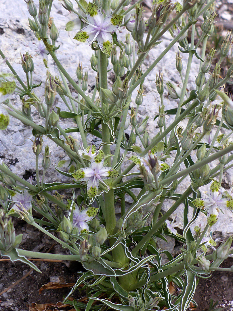 Lower stem branches