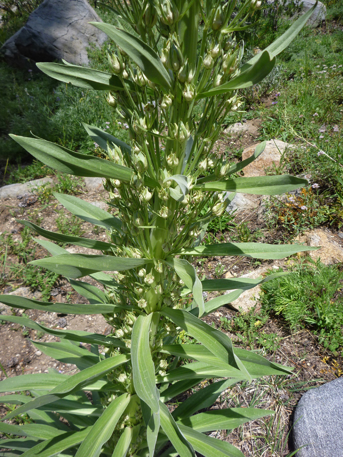 Cluster of flowers