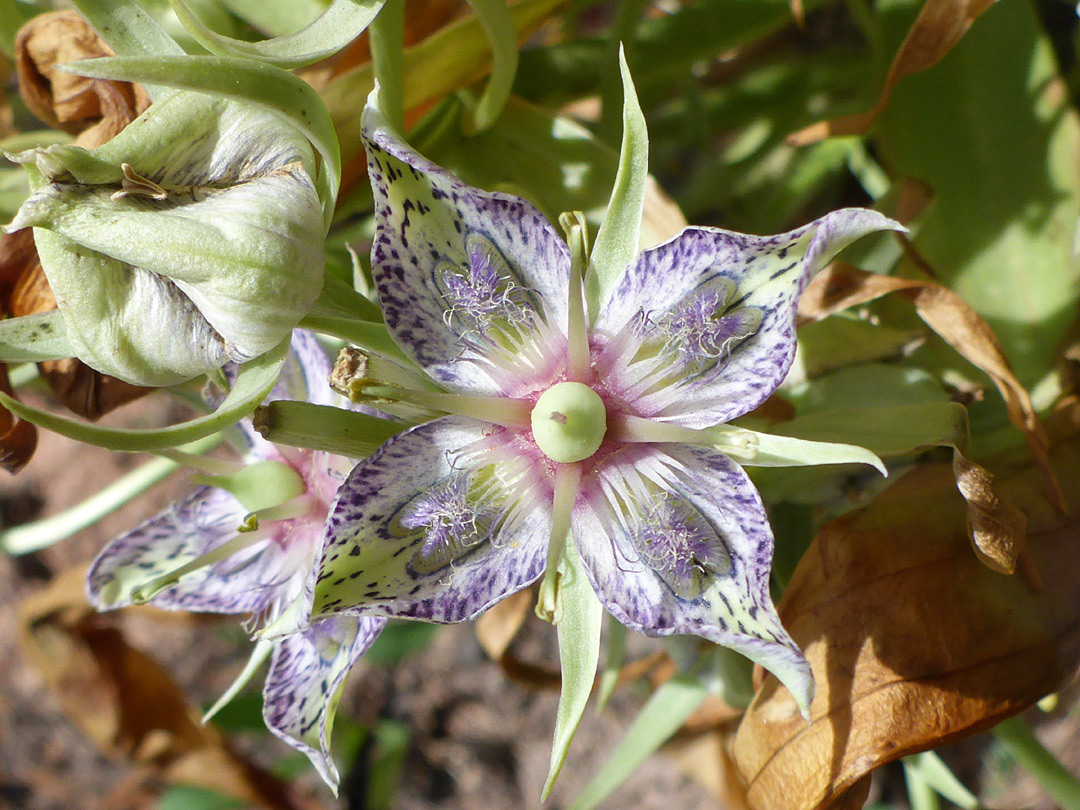 Green-purple flower