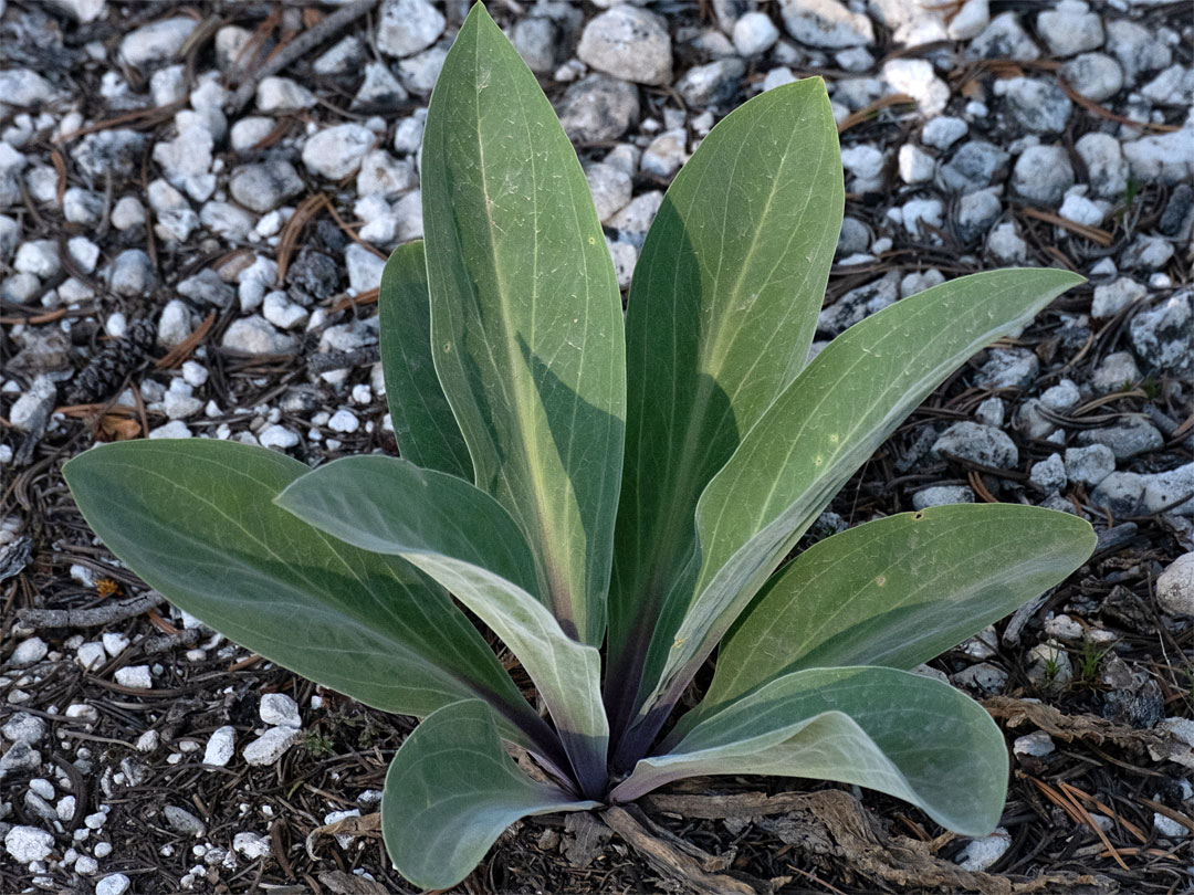 Young leaves