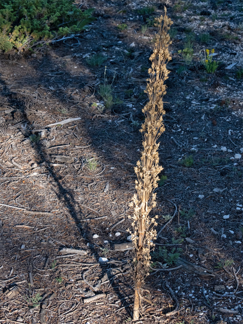 Withered plant