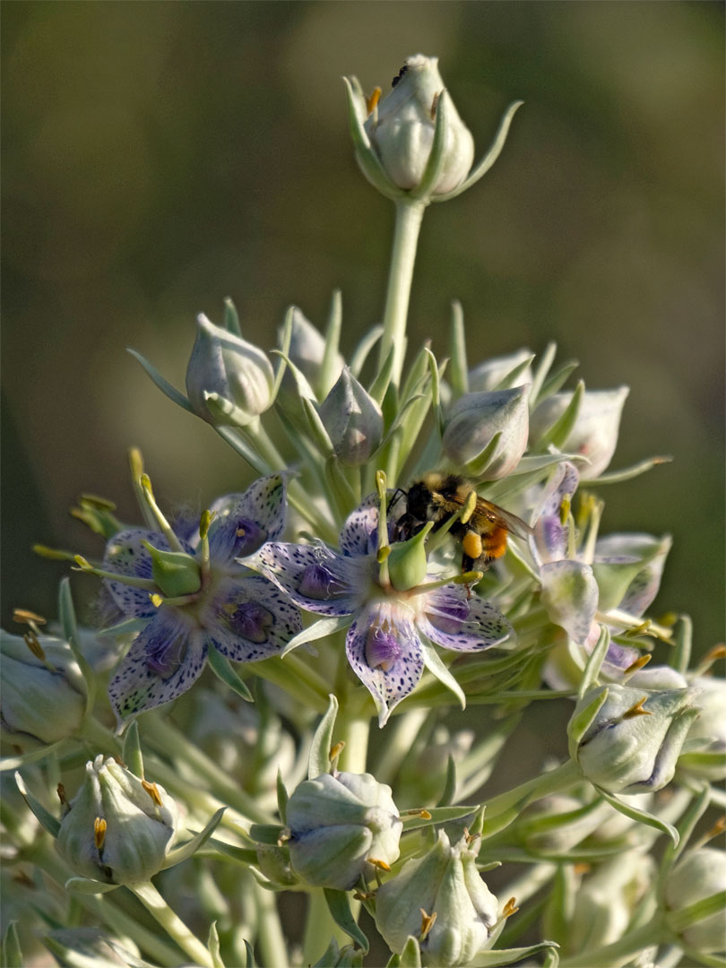 Buds and flowers