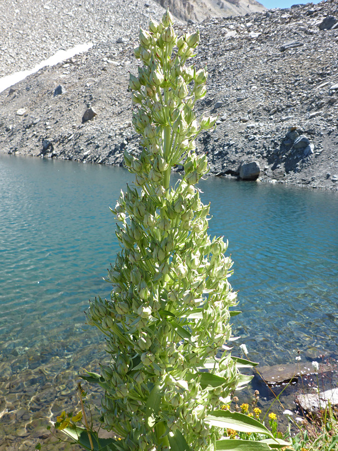 Tall plant