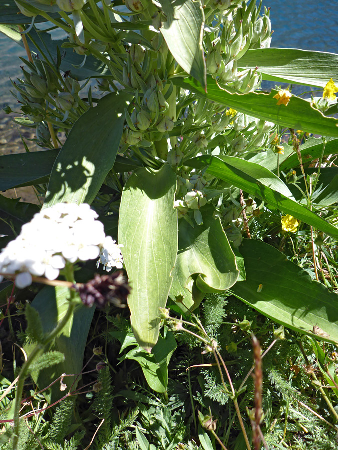 Broad leaves