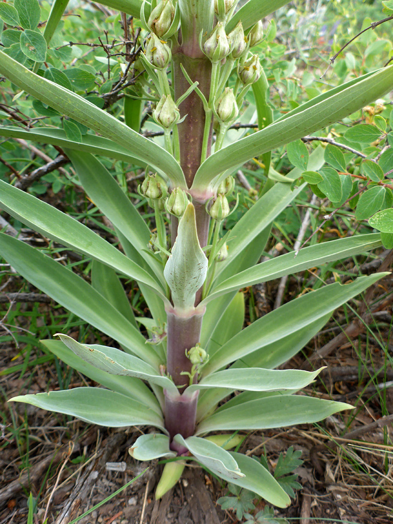 Lower stem leaves