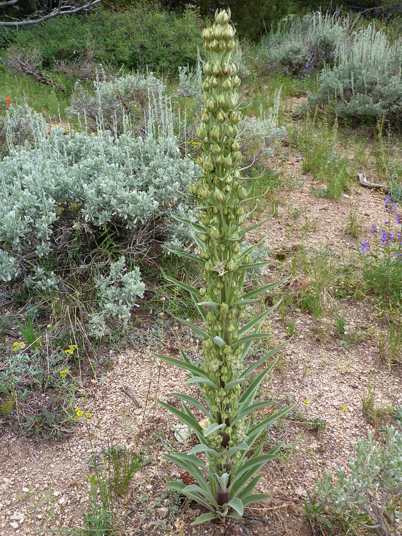 Tall, thick stem