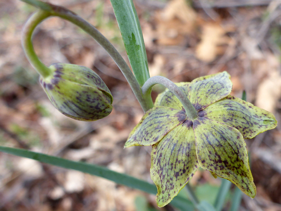 Flower and bud