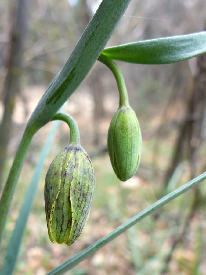 Two buds