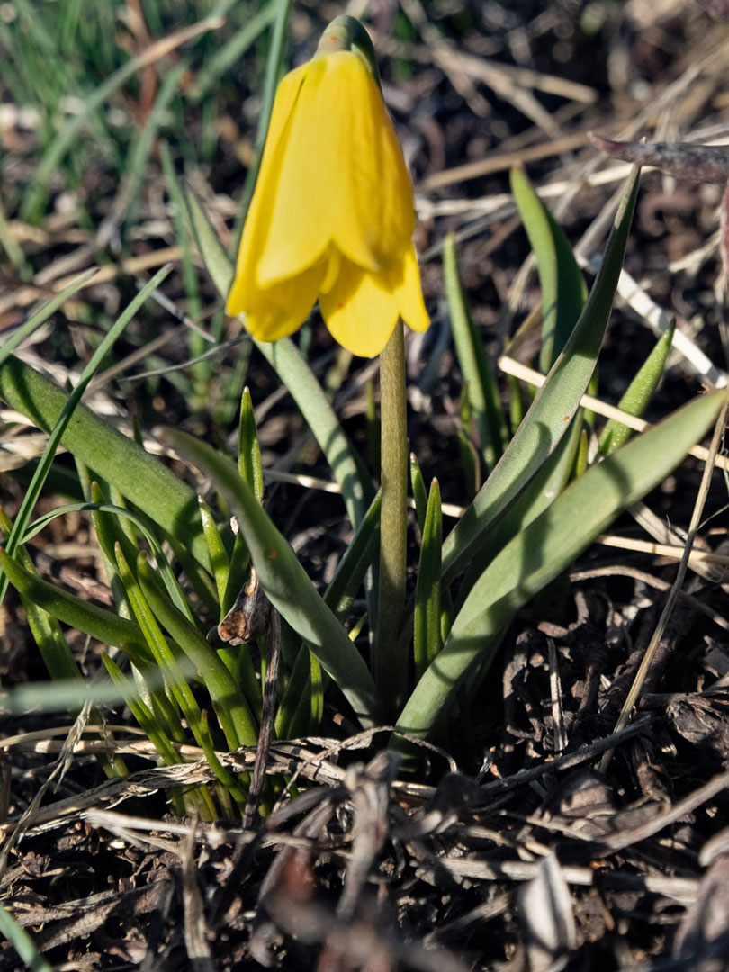 Leaves and flower