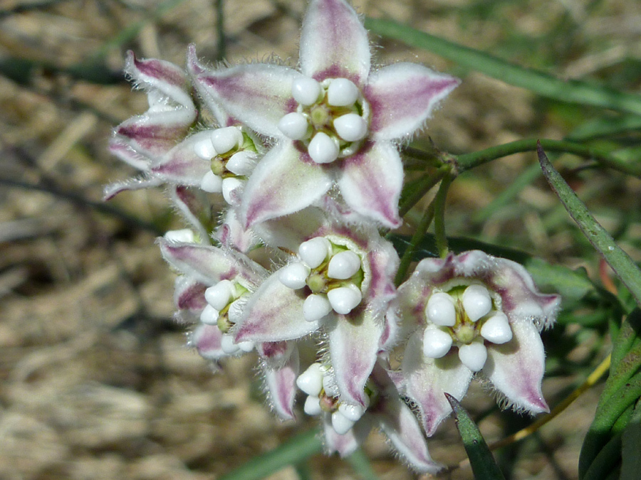 Fringed petals