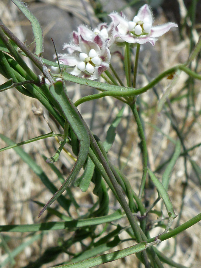 Leaves and stems