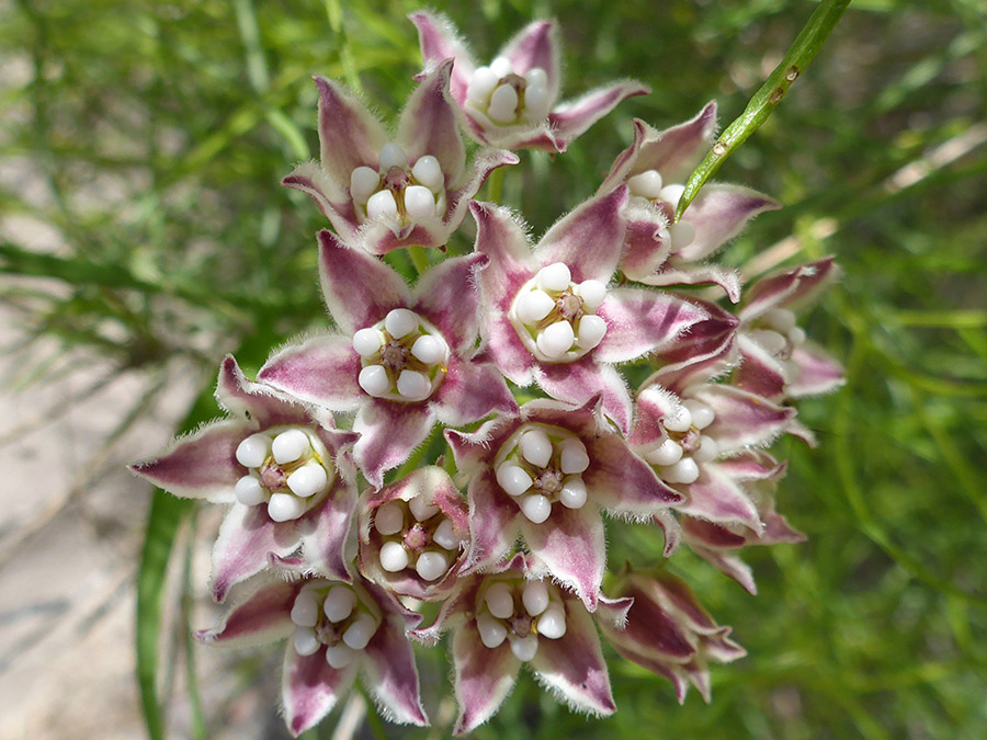 Group of flowers