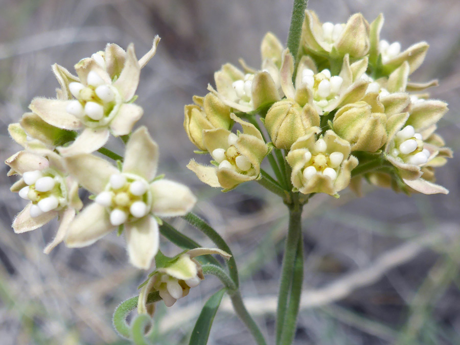 Two clusters