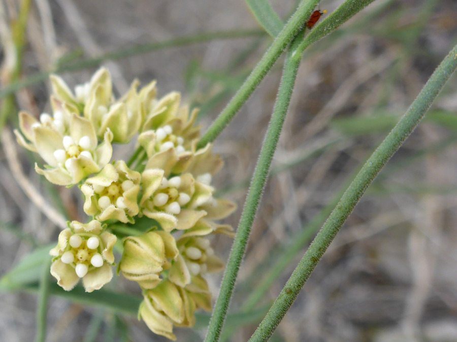 Opening flowers