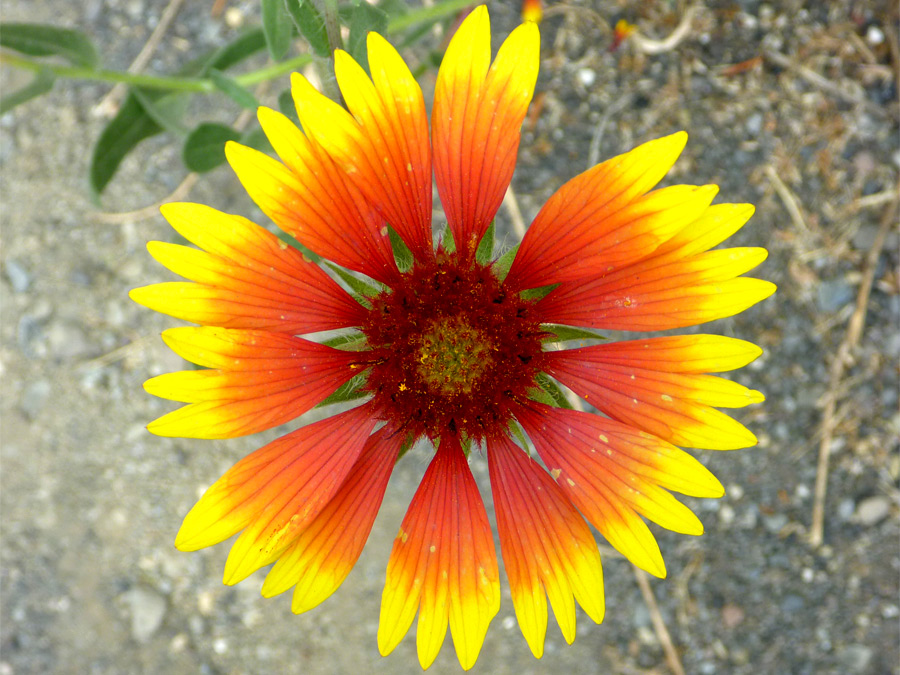 Red and yellow petals