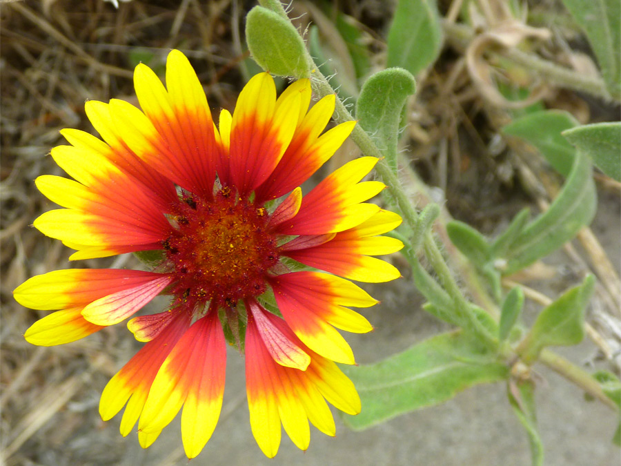 Flower and stem