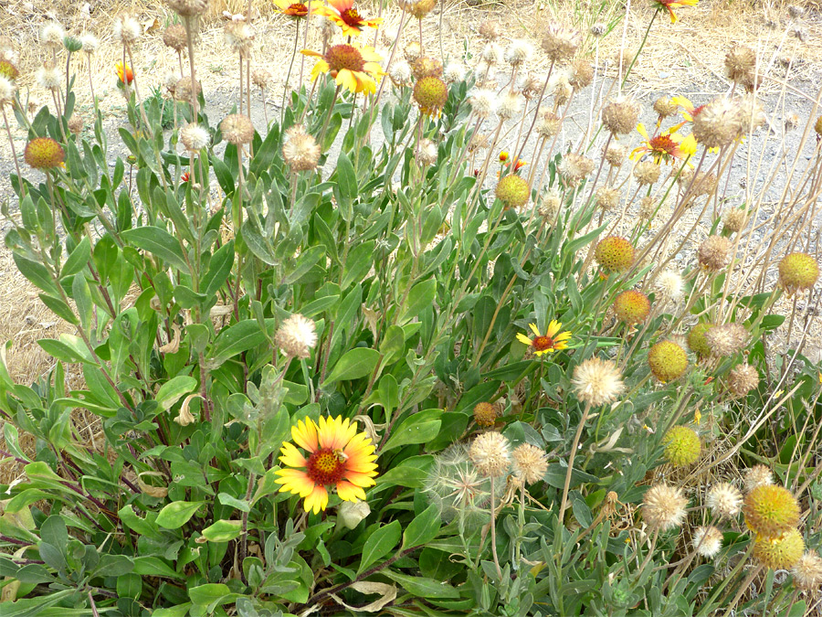 Plant with flowers and seeds