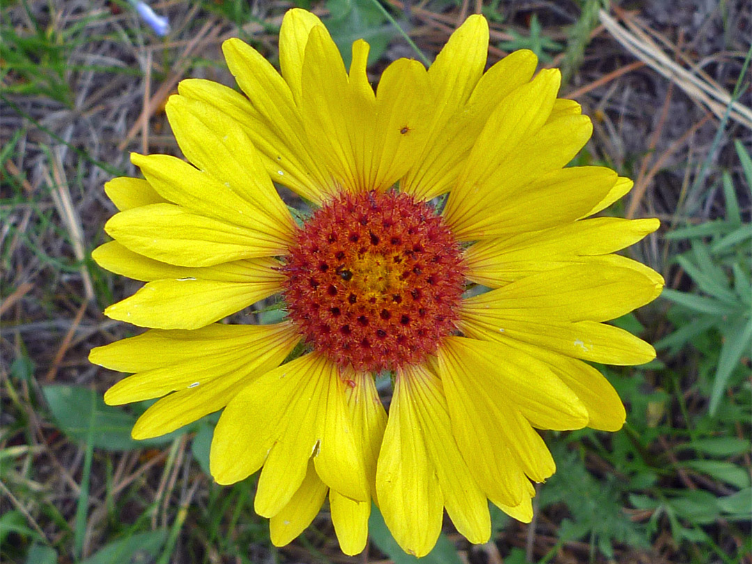 All-yellow petals