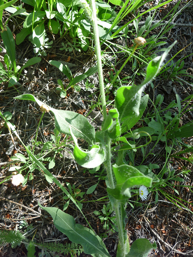 Stem and leaves