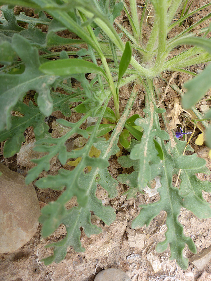 Basal leaves