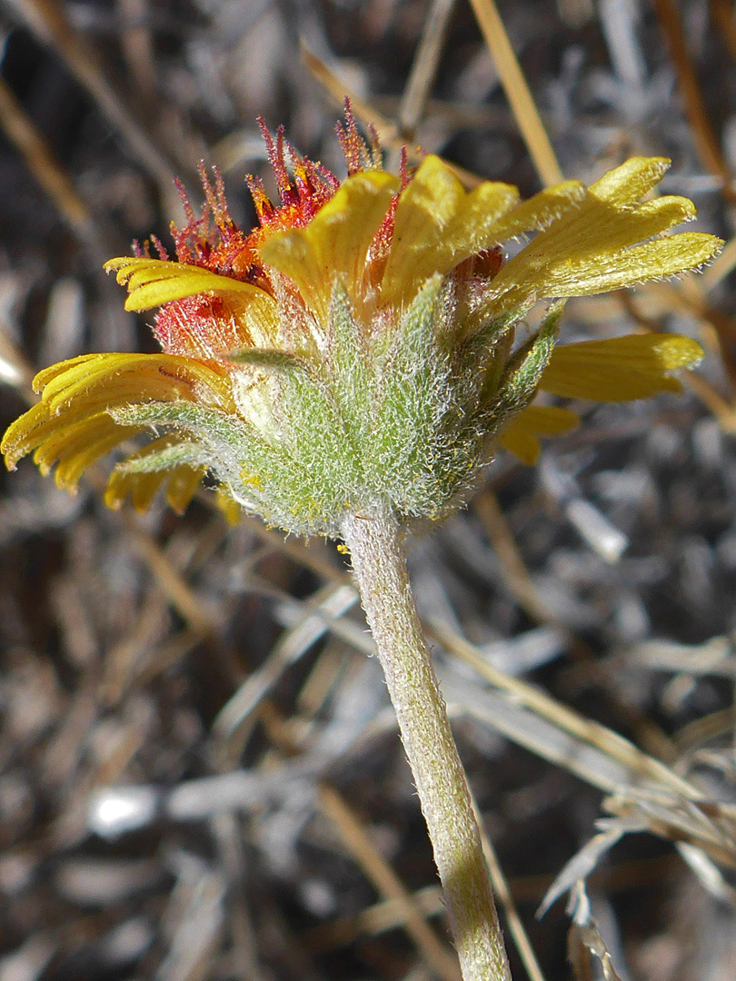 Hairy stem and phyllaries