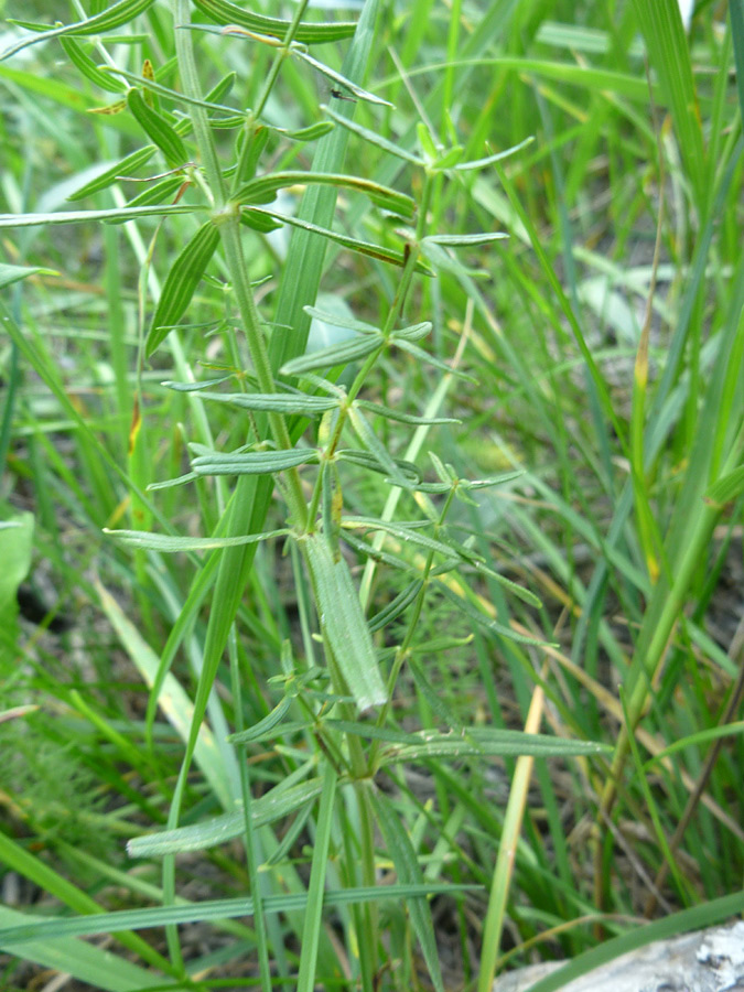 Leaves