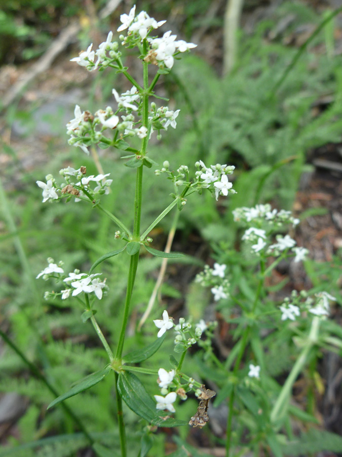 Stem