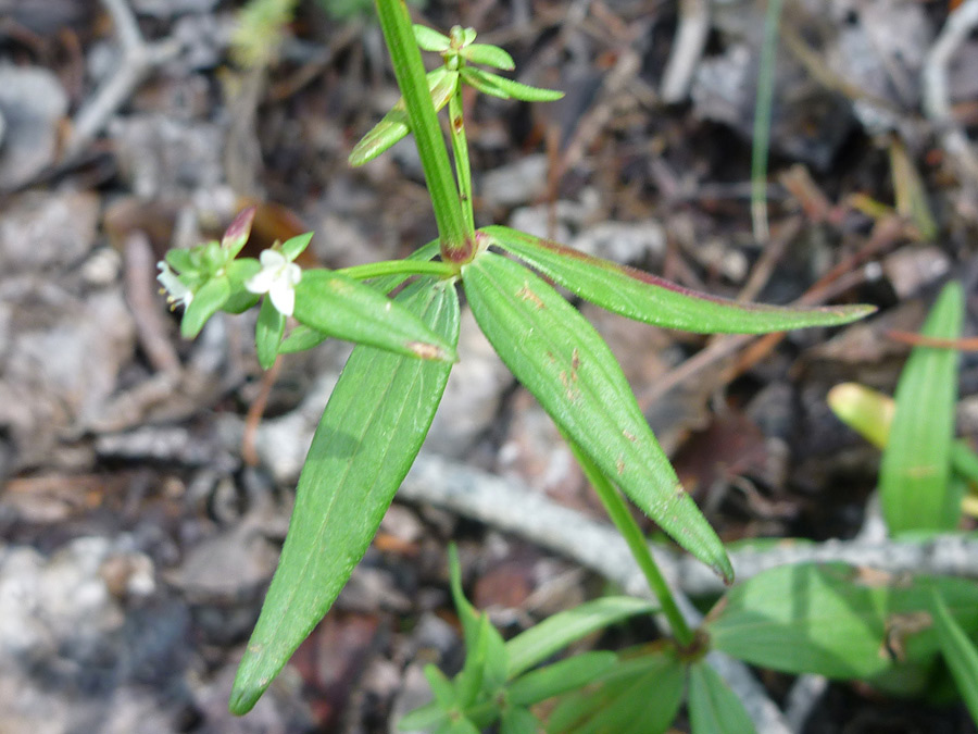 Whorled leaves