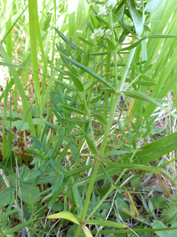 Stem and leaves