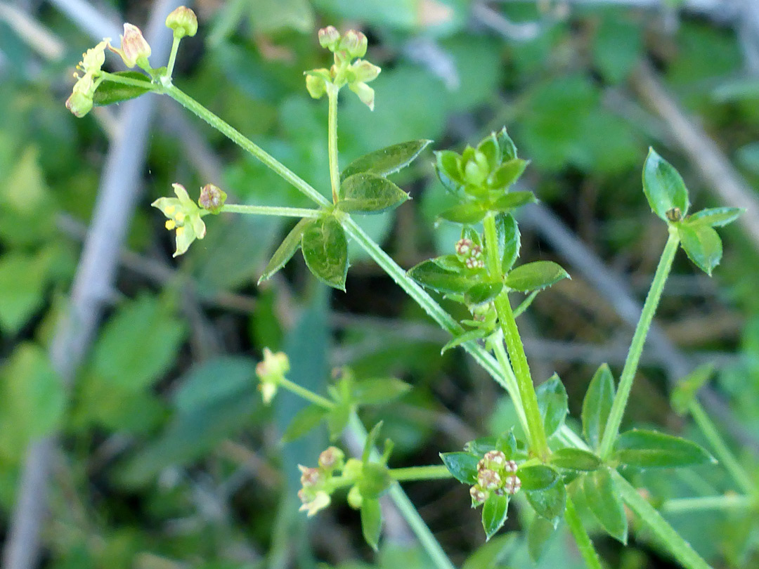 Branched stem