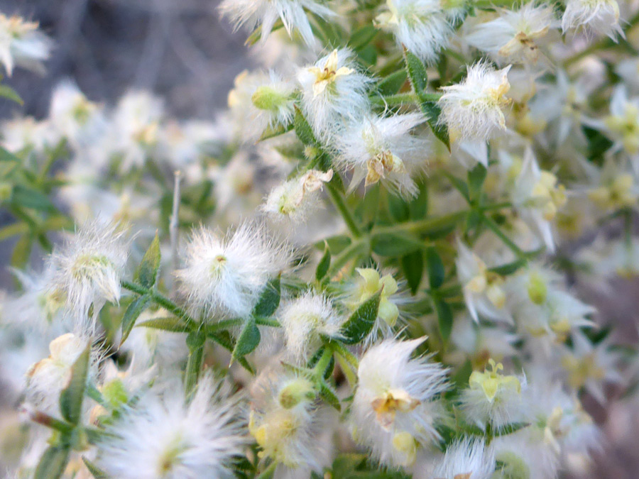 Hairy flowers