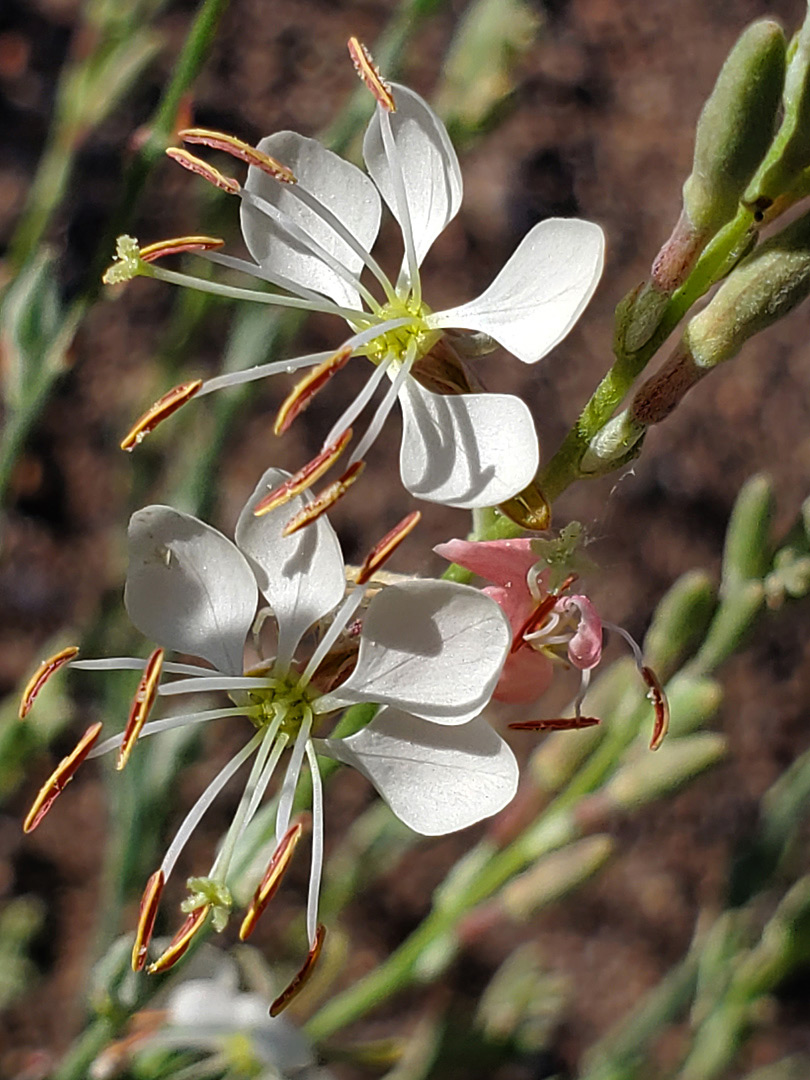 Two flowers