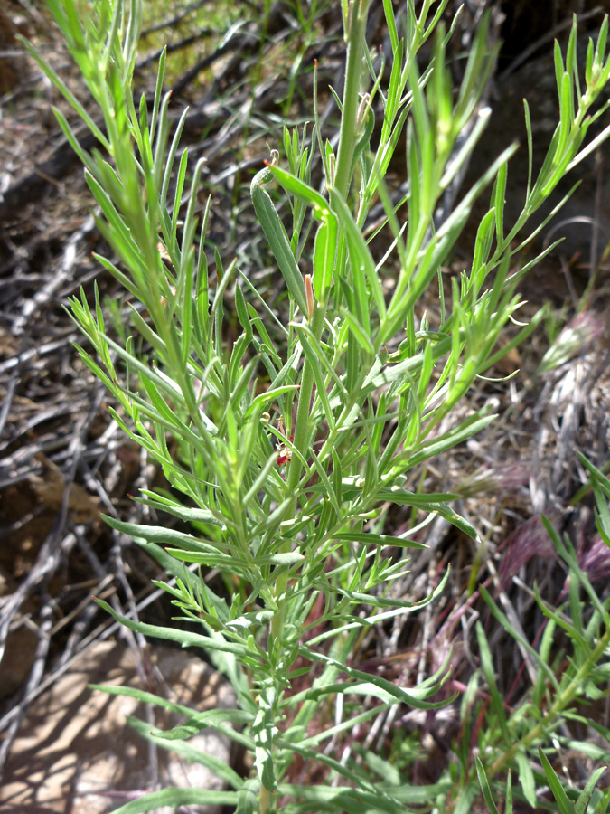 Narrow leaves