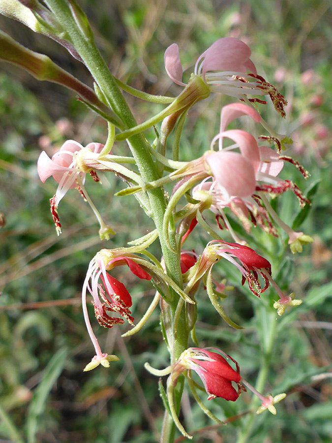 Withering flowers