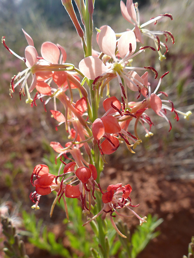 Red petals