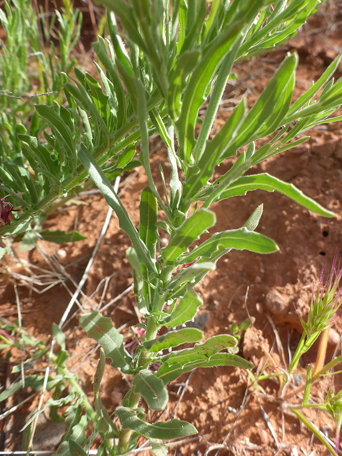 Green stems and leaves