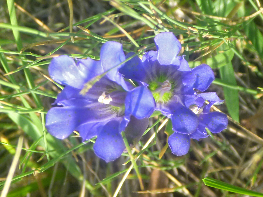 Blue flowers with green centers