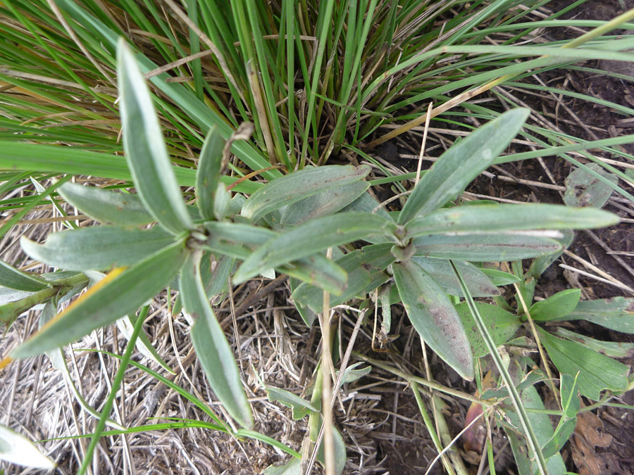 Leaves