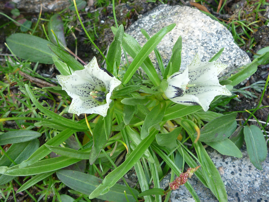 Two flowers