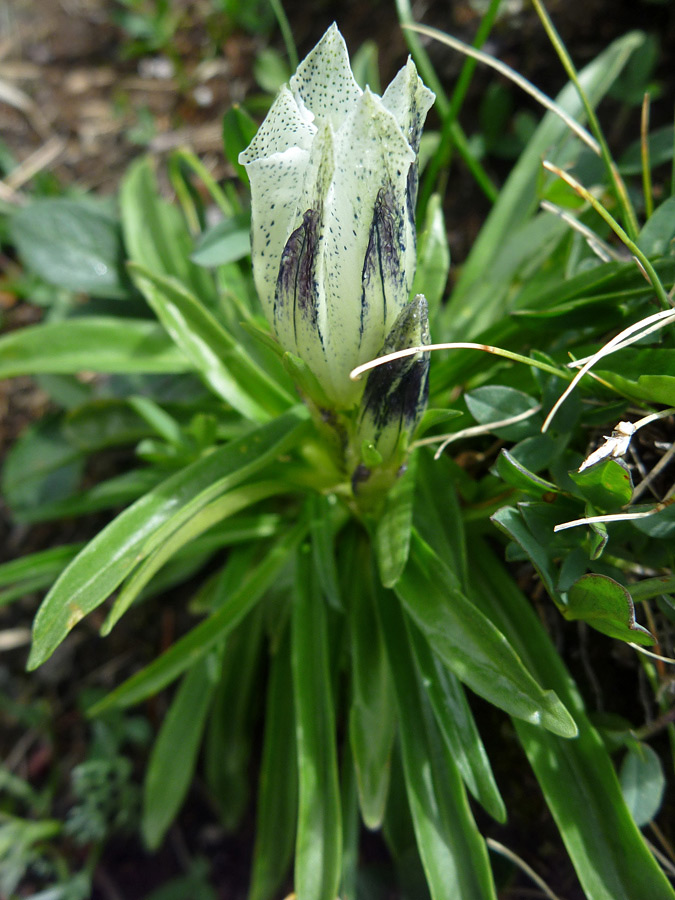 Flower and bud