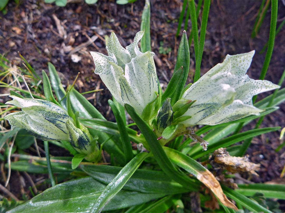 Gentiana algida