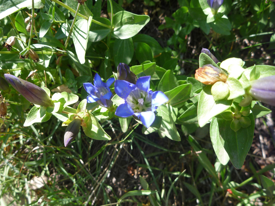 Group of stems