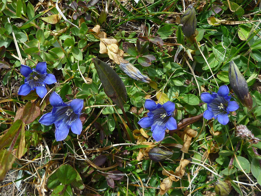 Four flowers