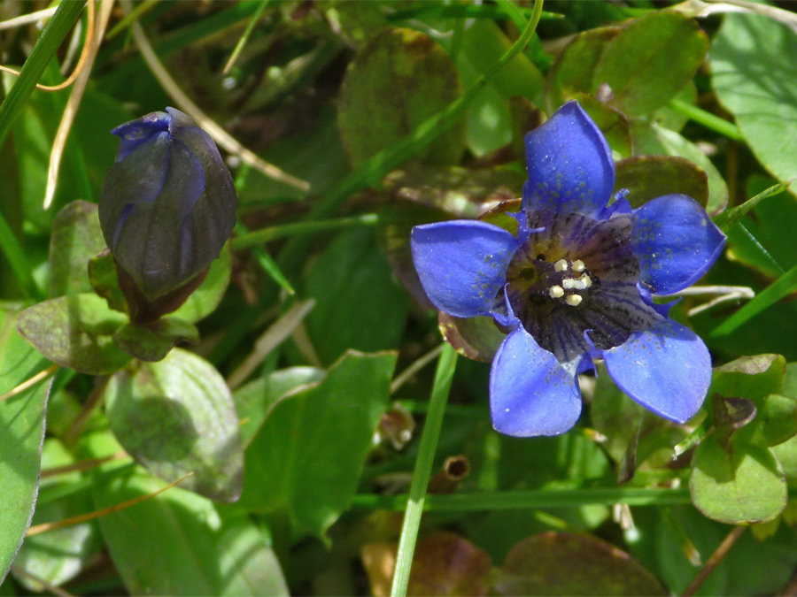 Flower and bud