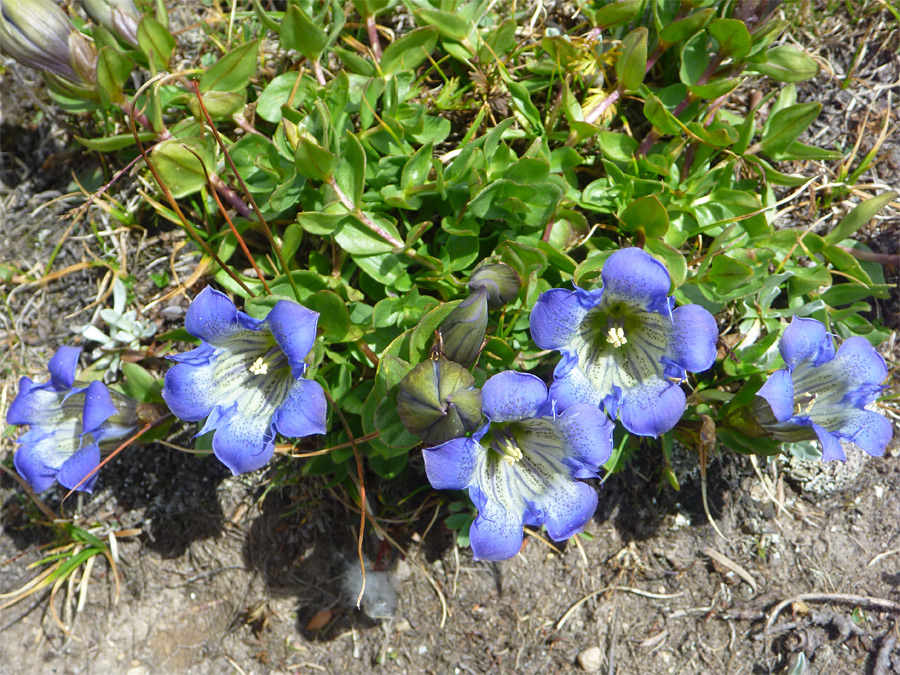 Flowers and leaves