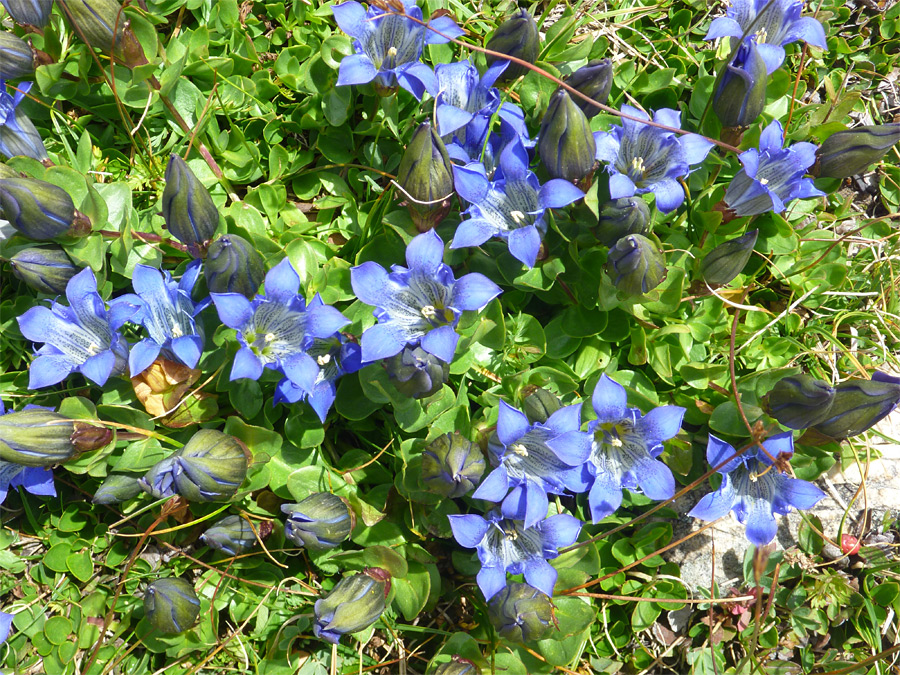 Many buds and flowers